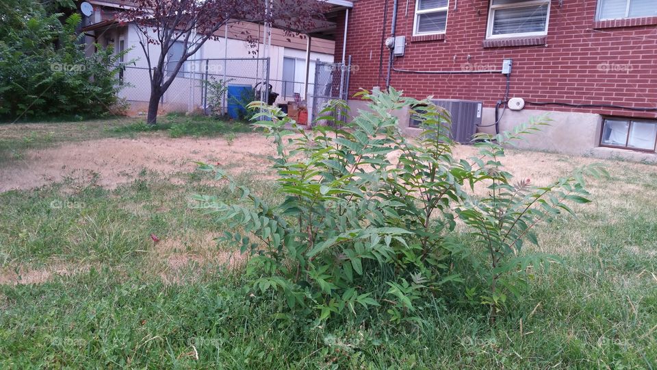 yard overgrowth and weeds