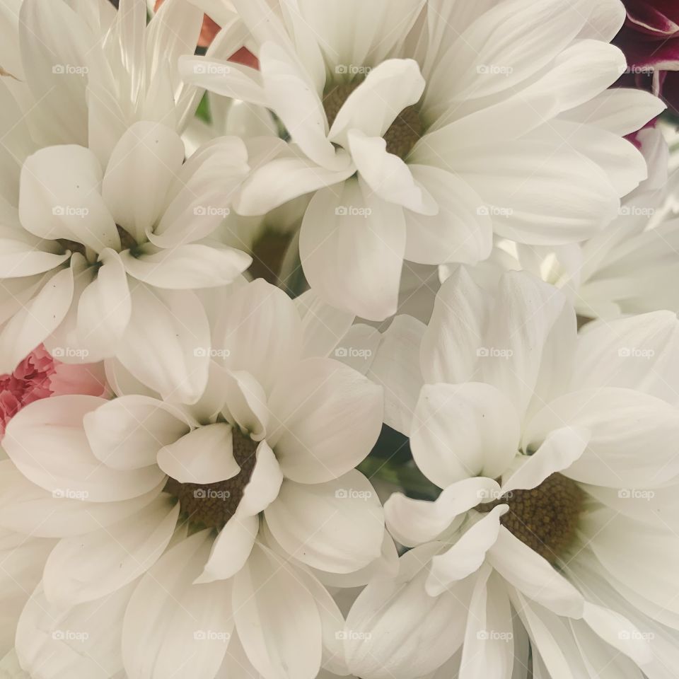 Beautiful Daisies 🌸