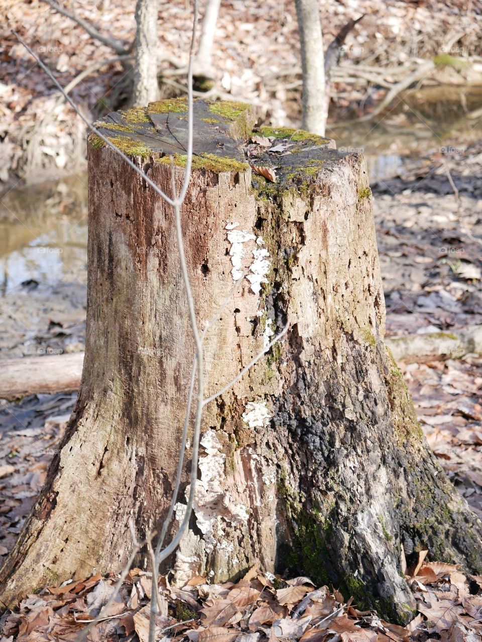 A Monday morning walk at a city park. It’s a mild day, and Spring has yet to make an appearance. But we can pretend! 