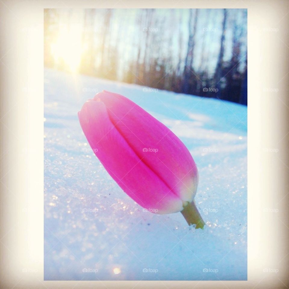 Tulip in the snow