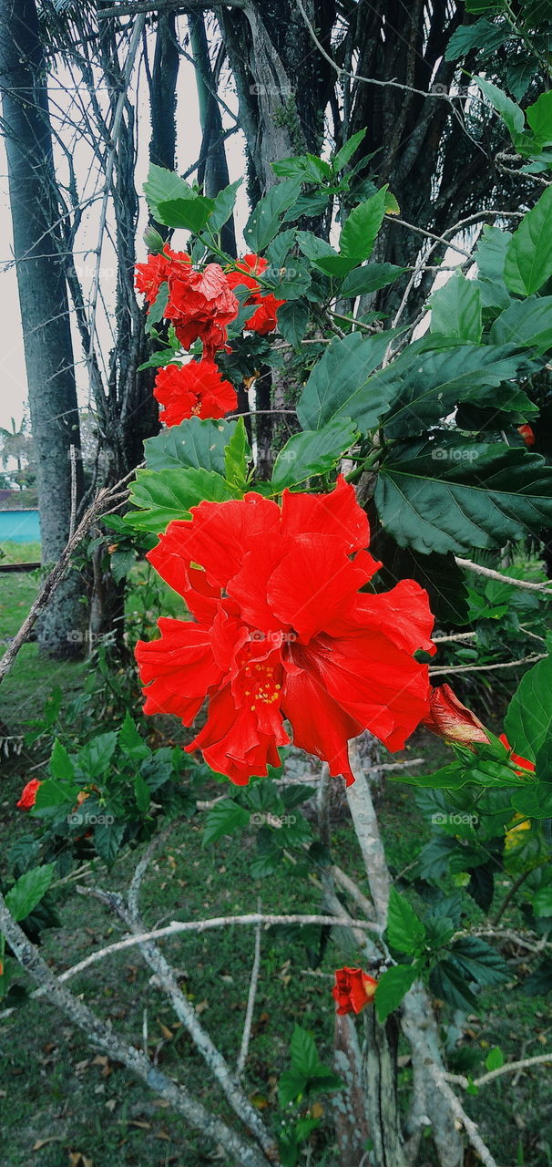 red rose flower in my garden
