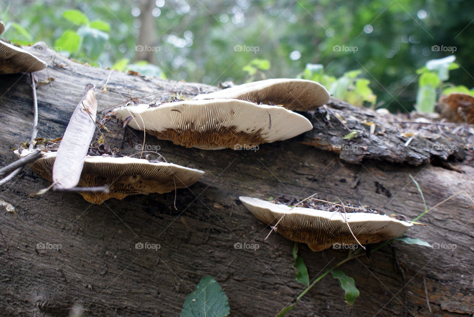 Wild mushrooms in the woods, interesting  and intriguing.