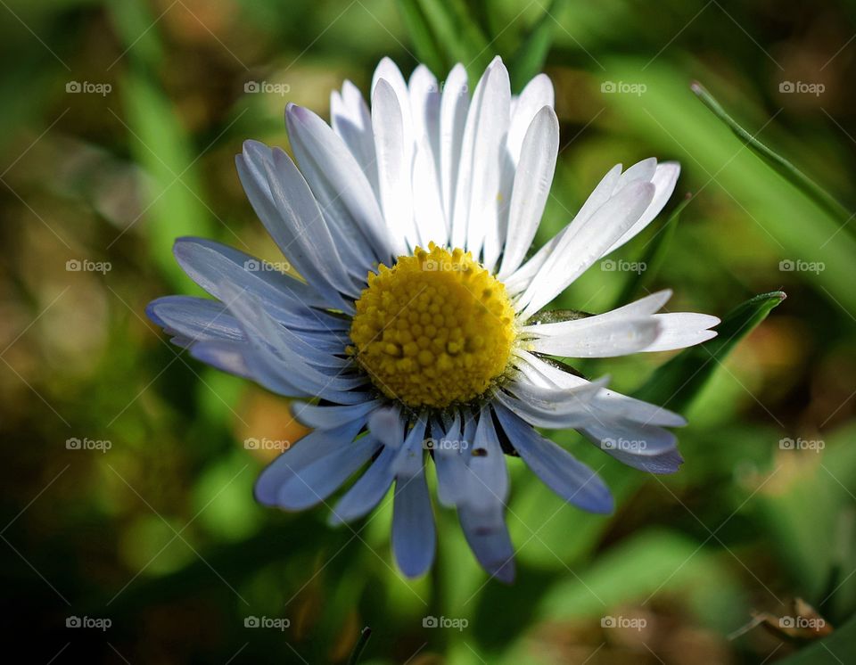 Daisy in the shade