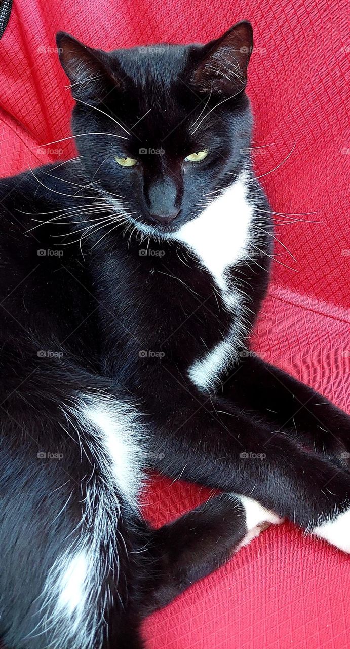 Black and white cat on red chair