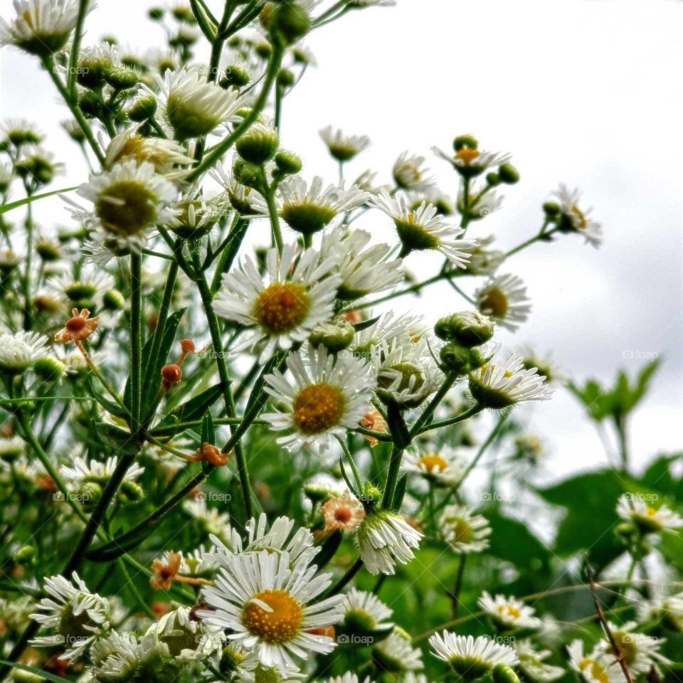 pick some wildflowers