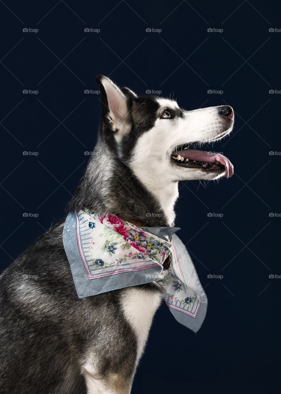 Husky Siberiano con corbata