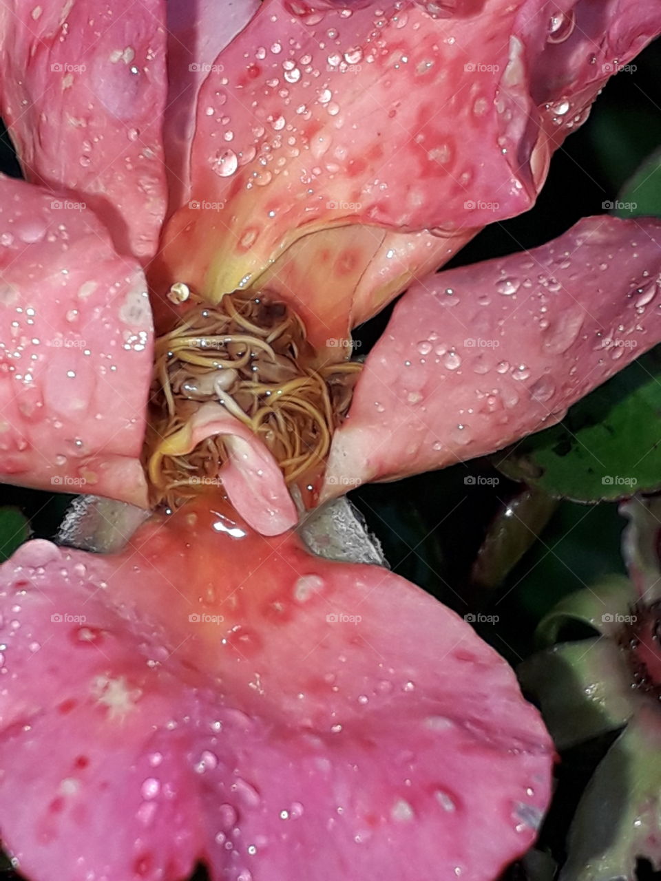 apricot coloured rose  in the rain