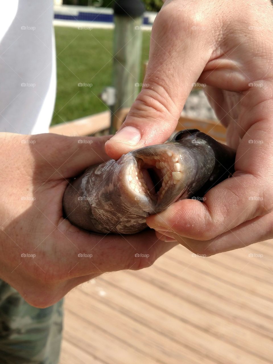 Mouth of a Sheepshead
