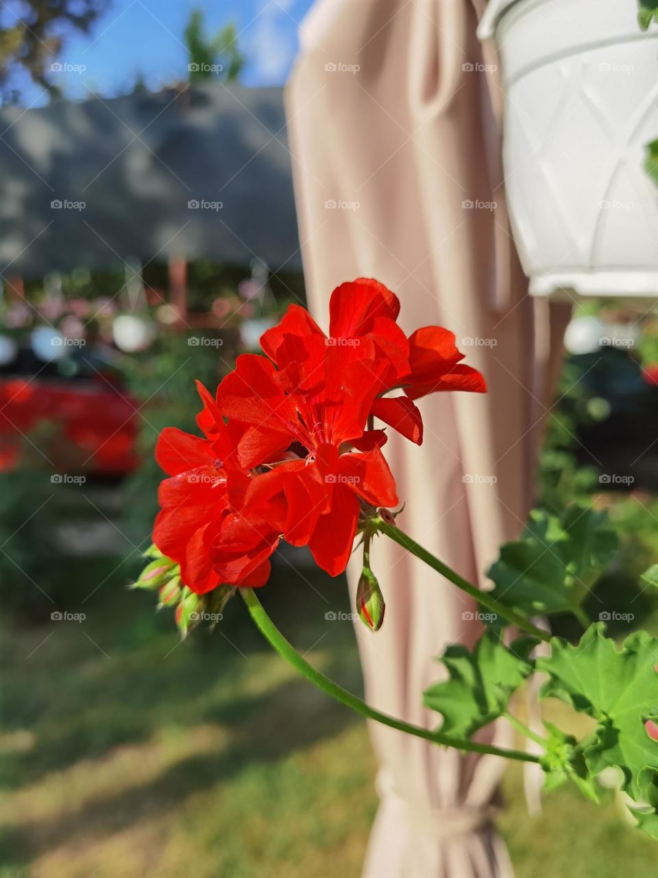 Red Geraniums