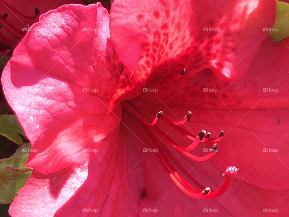 Close-up of a fuchsia Azalea flower blooming in the sunshine