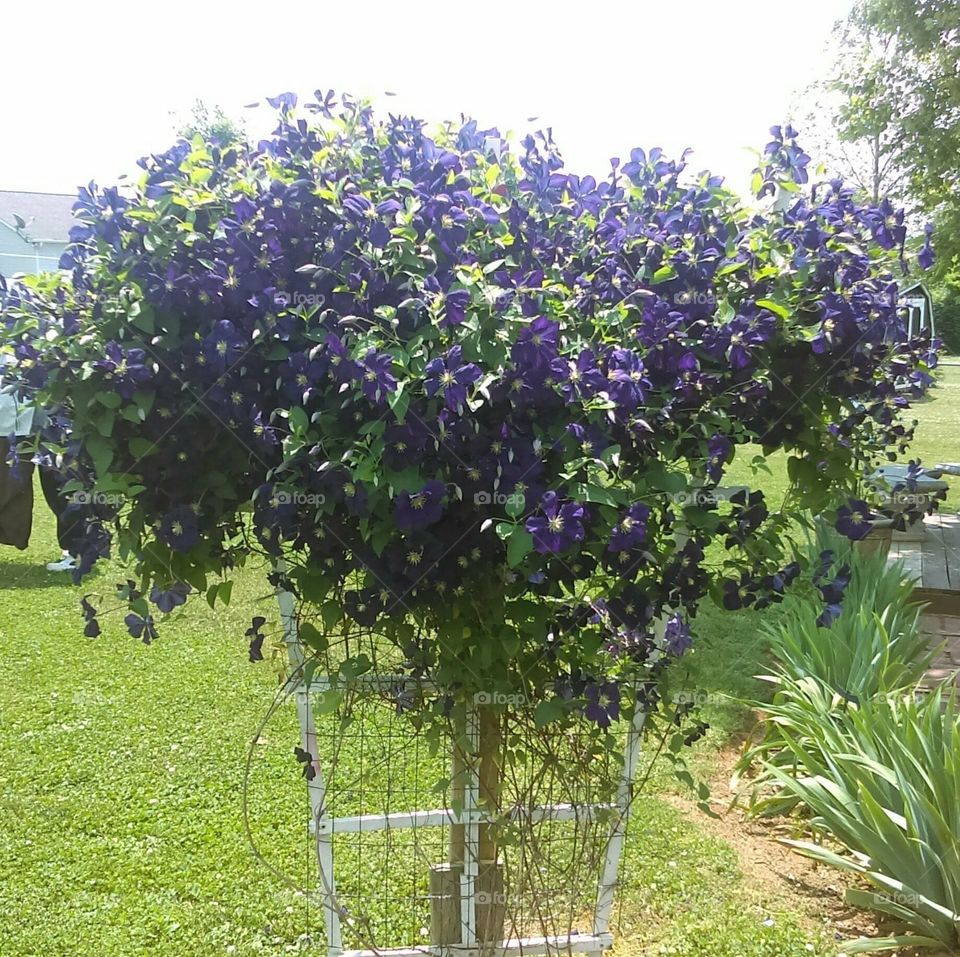 purple bloms