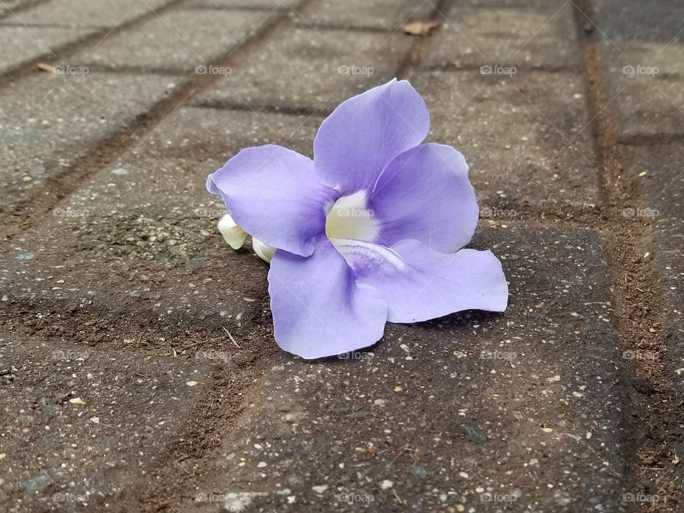 purple flower on walkway