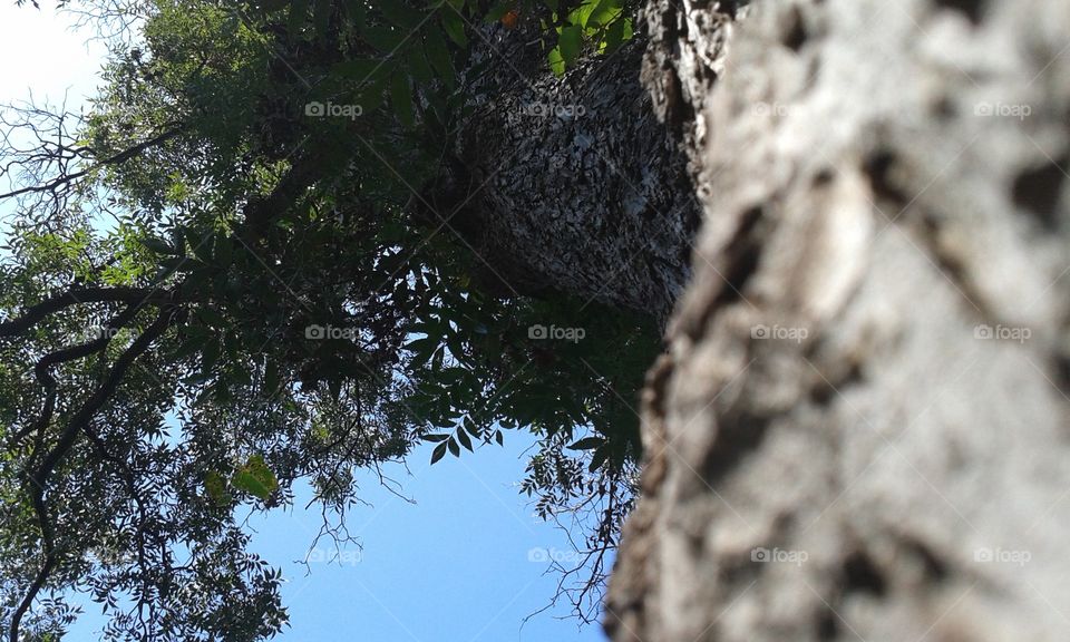 Tree, Nature, No Person, Wood, Bark