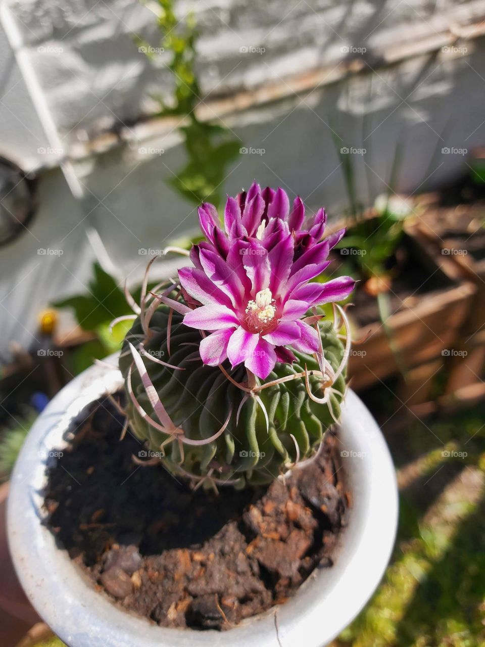 Cactus's flower