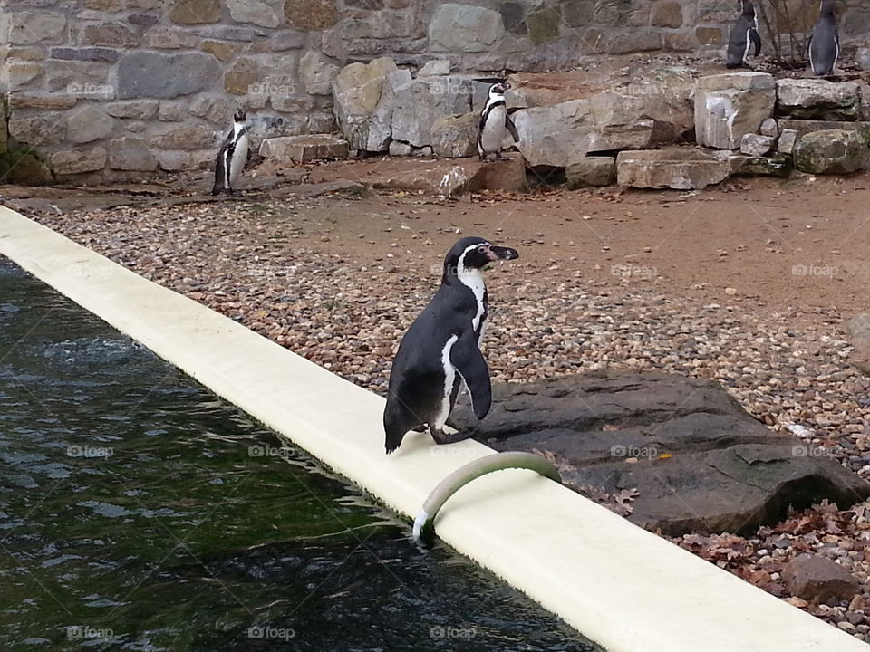 Pinguin hat keine Lust