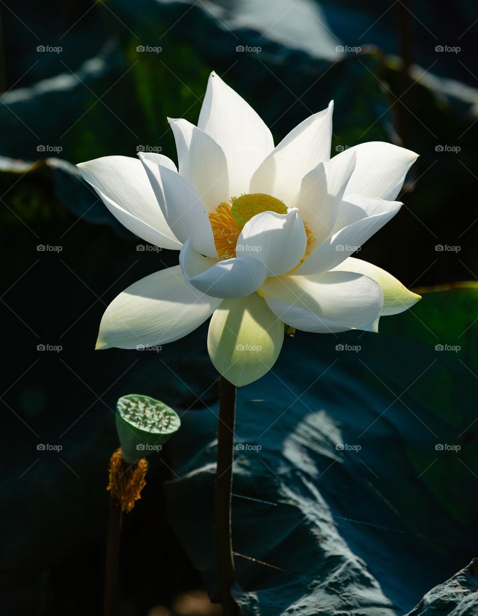 Lotus Flower is the national flower of Vietnam