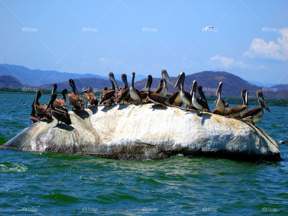 Pelicans on rock at sea, Mexico