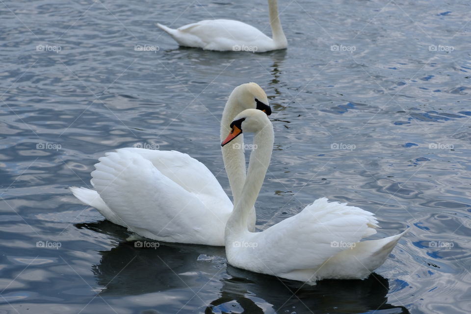 Swan, Bird, Water, Lake, Nature