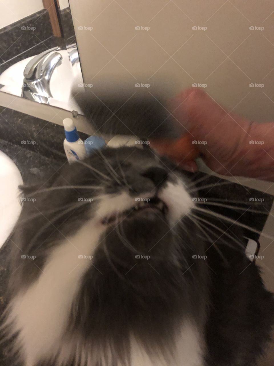 Cat getting brushed 