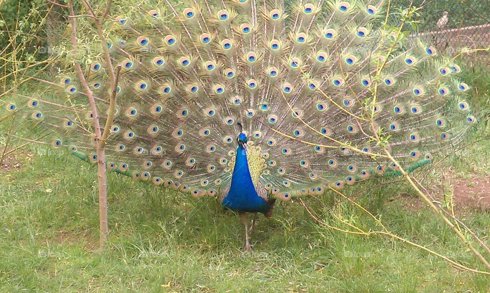 Open Peacock