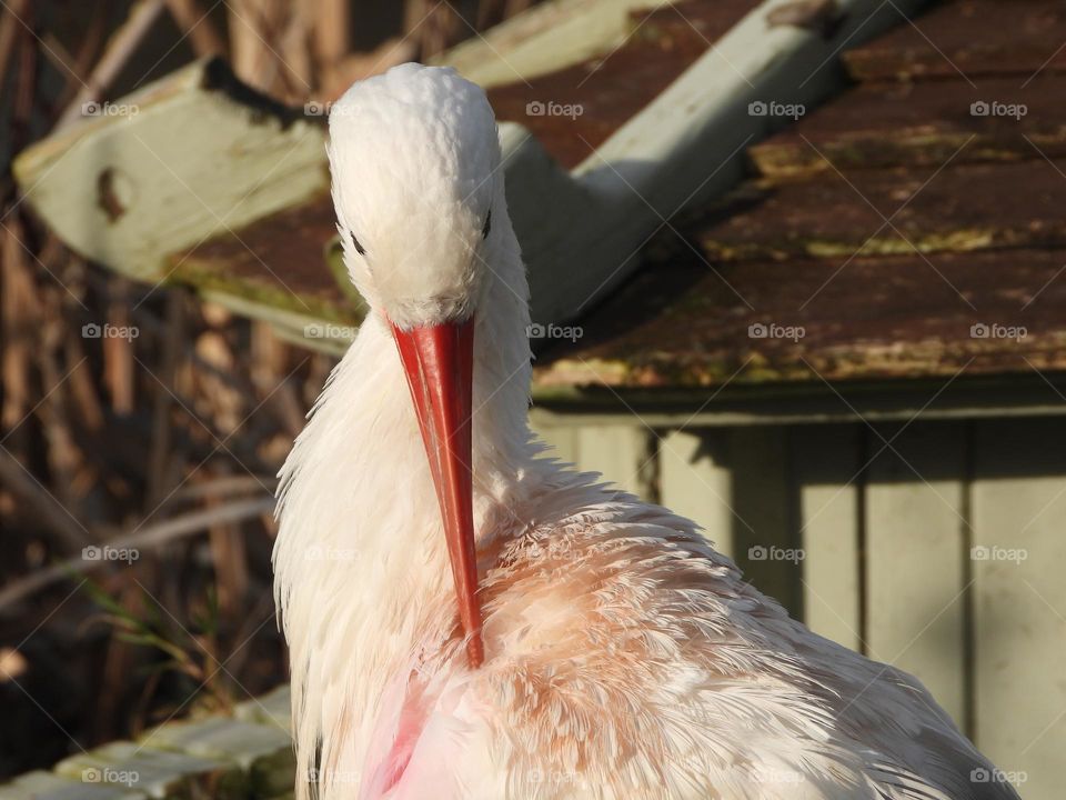 A close up of a bird
