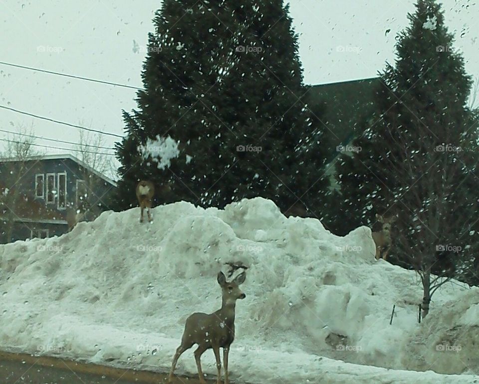 Deer in Town