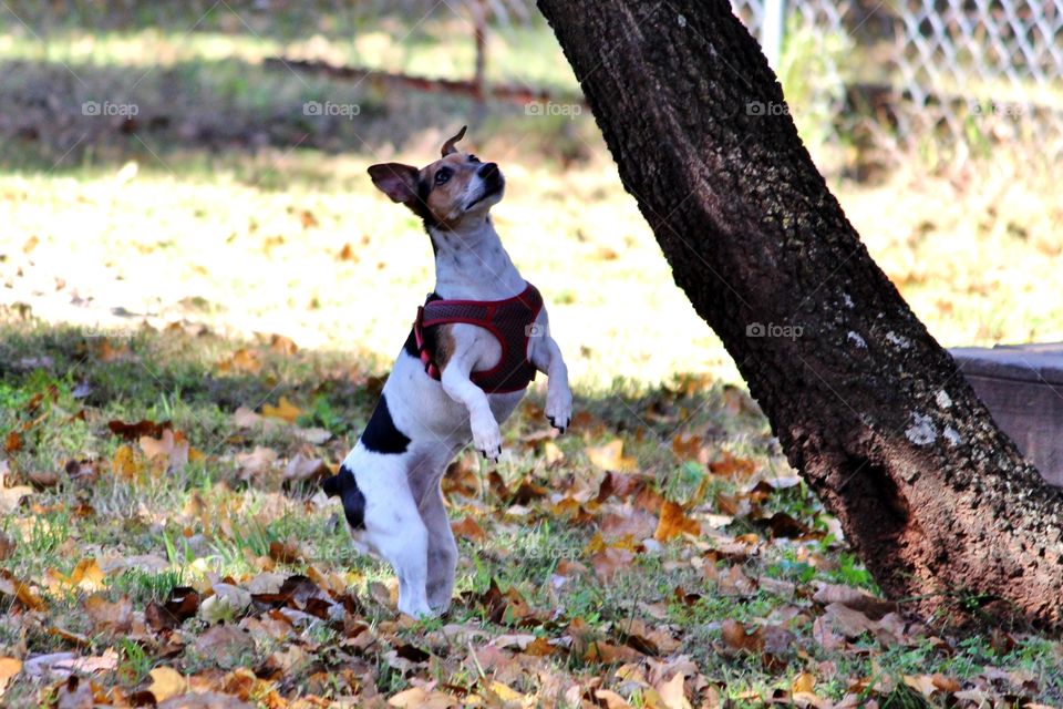 Cute Dog Outdoors