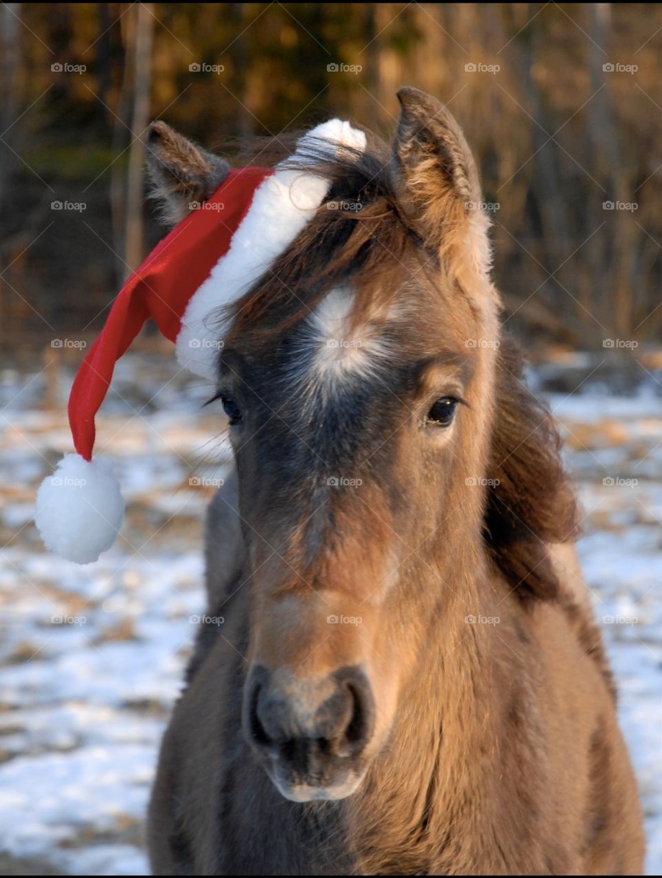 Christmas foal