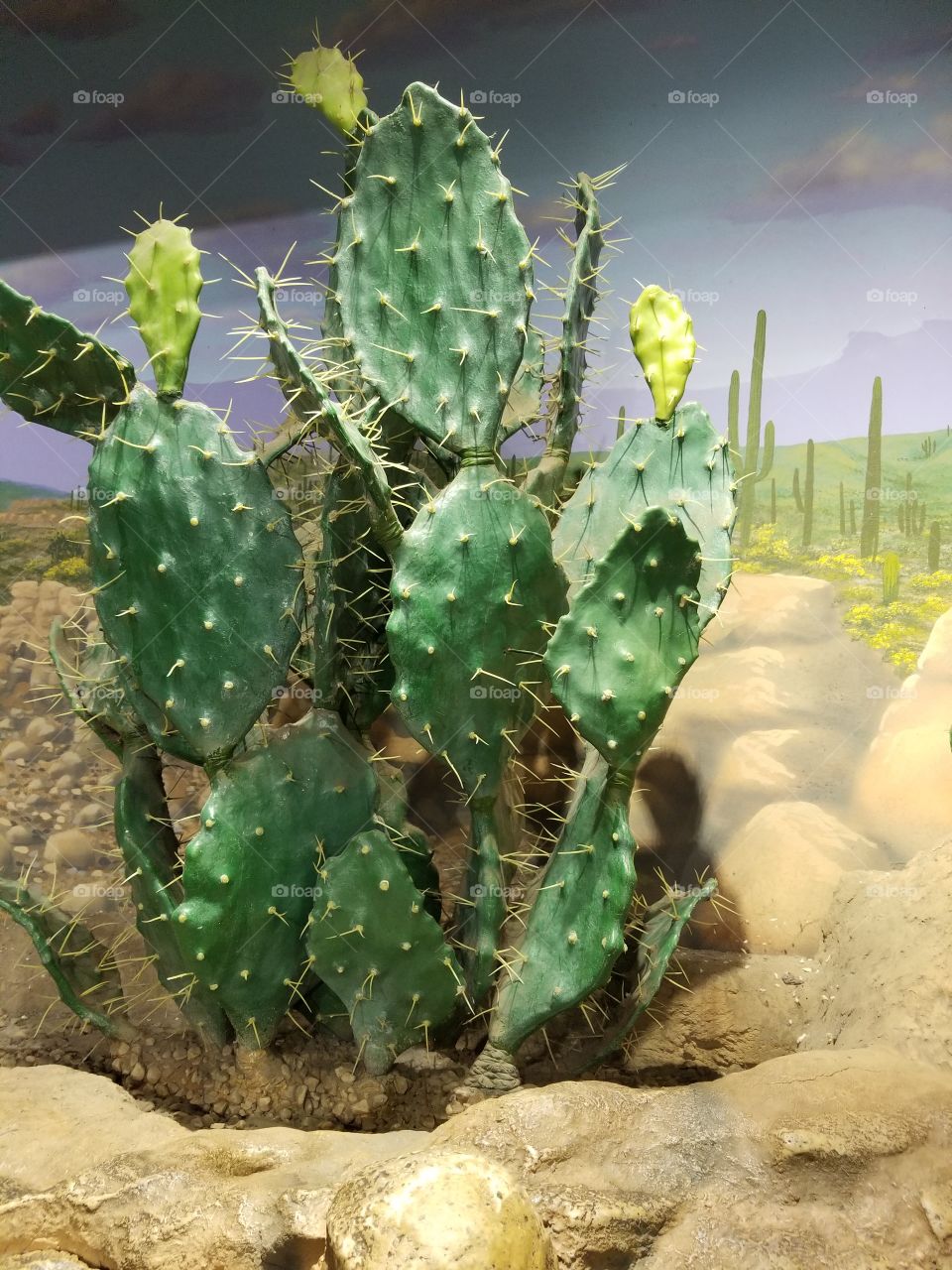 cactus