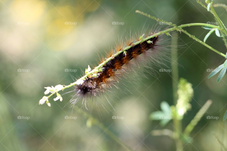 Orange and Black Fuzzy Caterpillar 