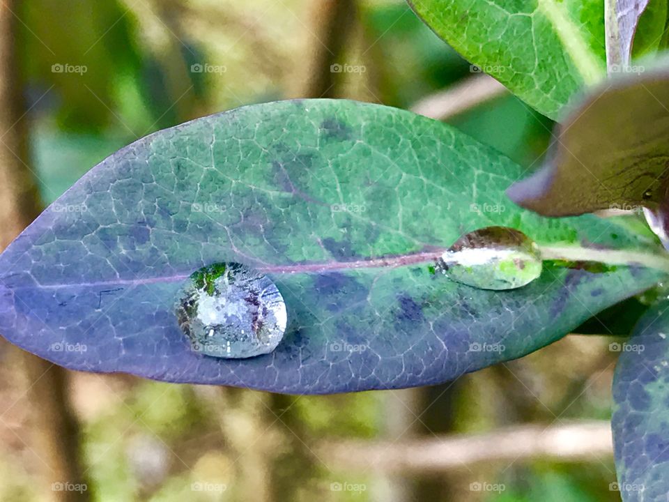 Leaf, Nature, Flora, Garden, Rain