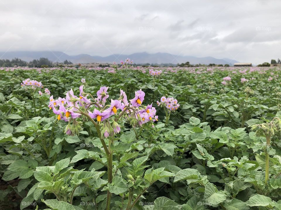 potato cultivation