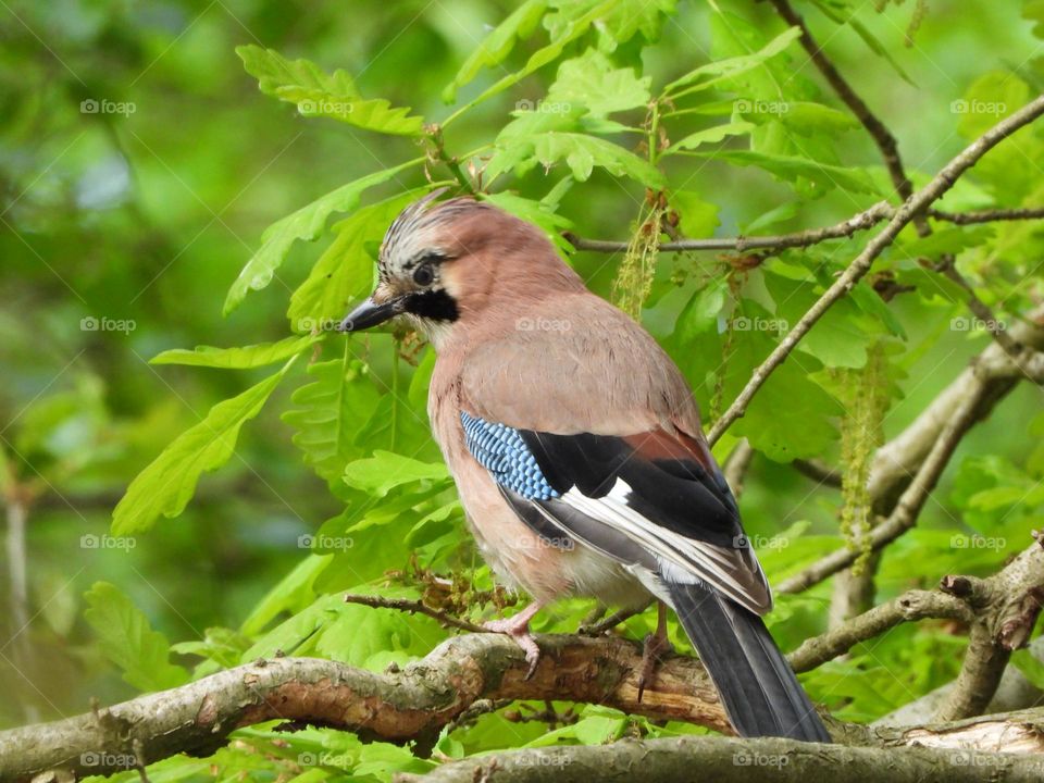 A Jay in a tree