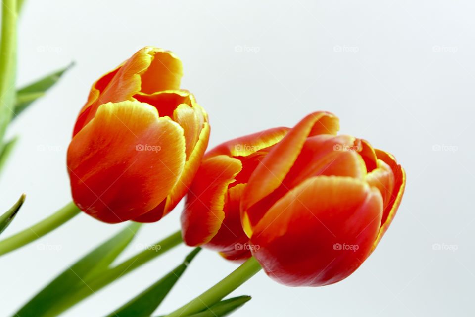 Three red tulips 