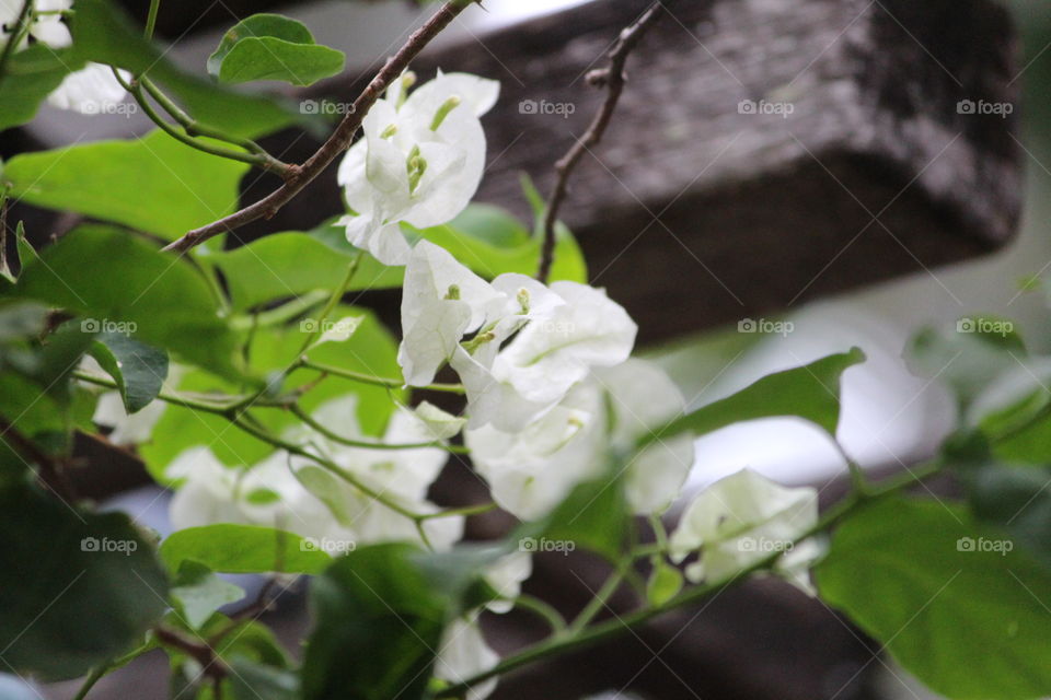 White Bougianvillia