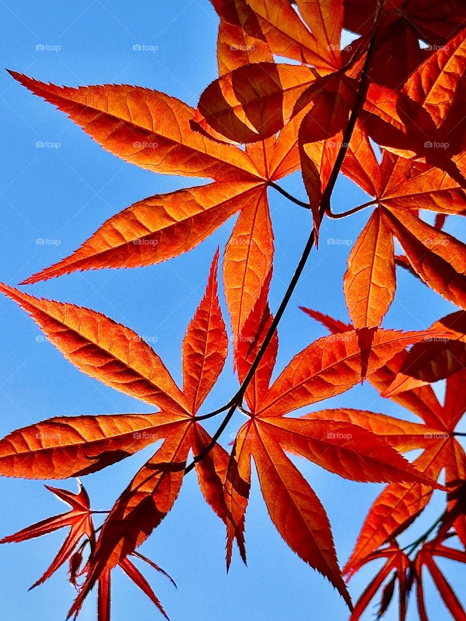 Japanese Maple in Orange and Blue