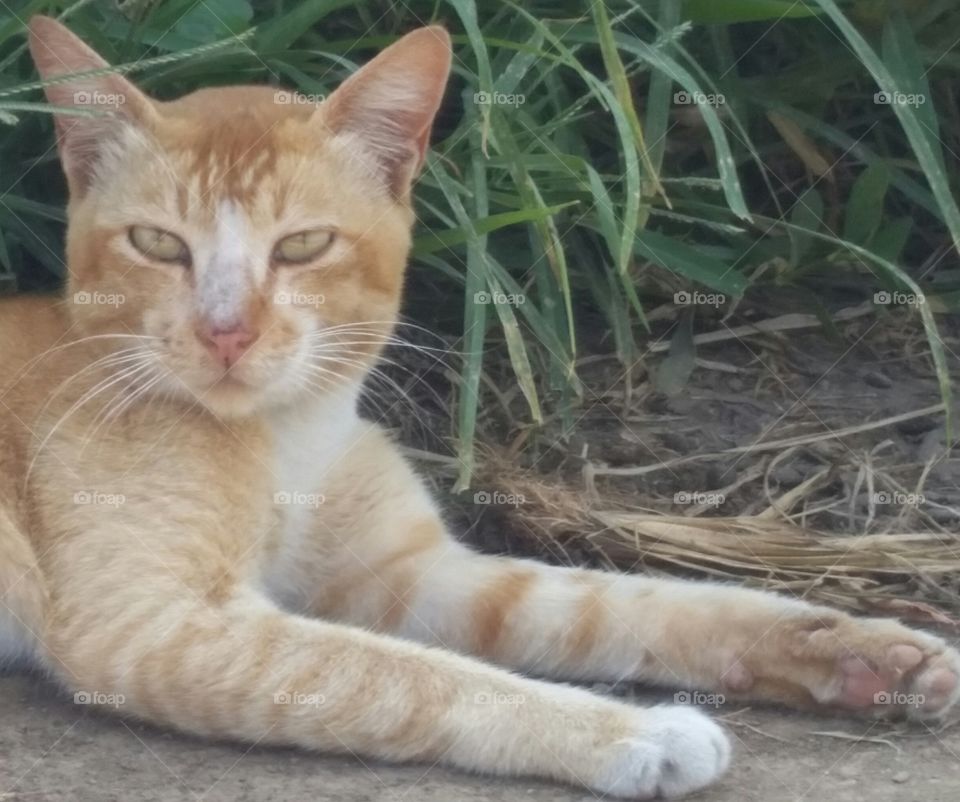 cat sit waiting the feed on wild