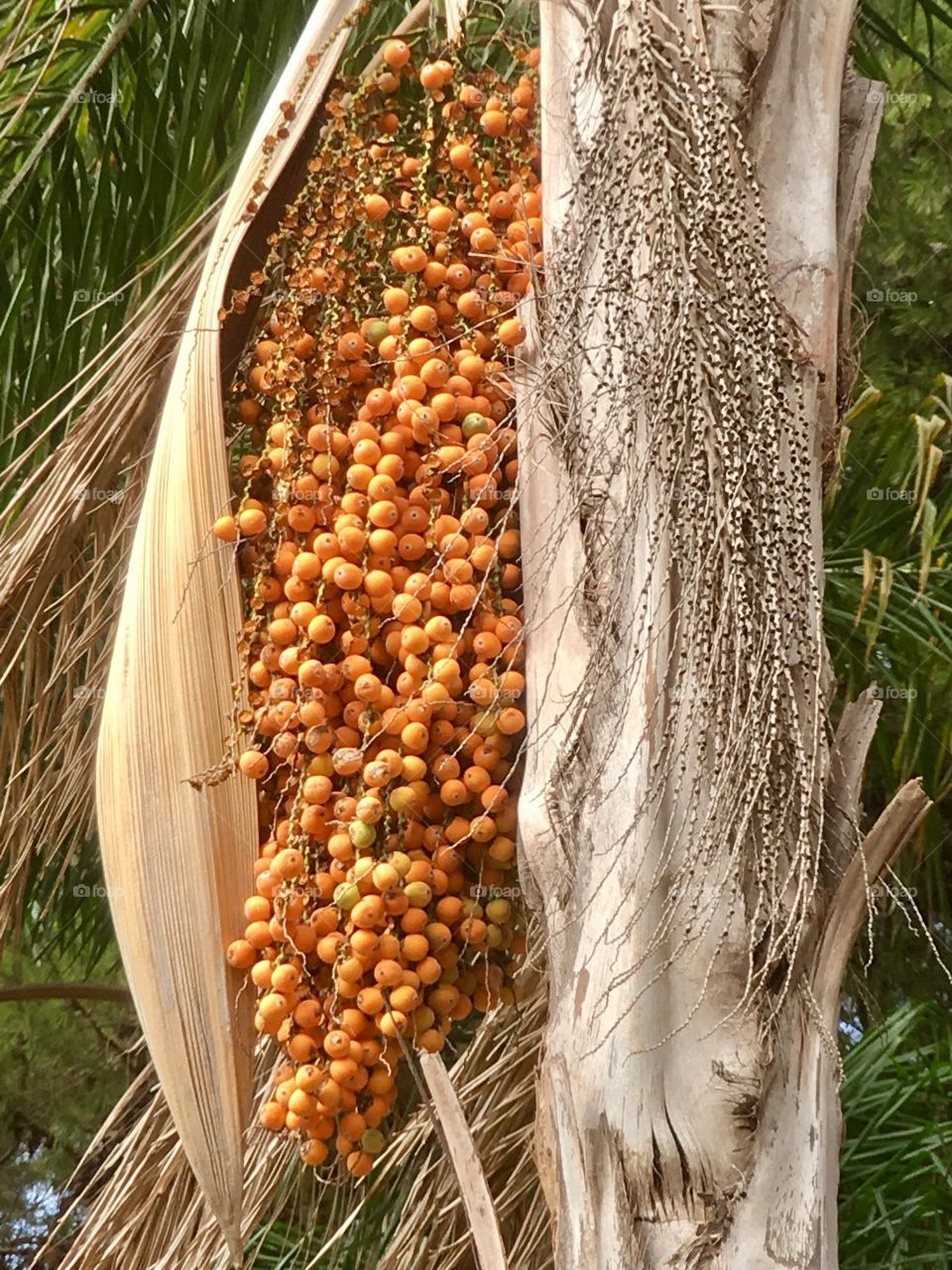 Date palm tree fruit 