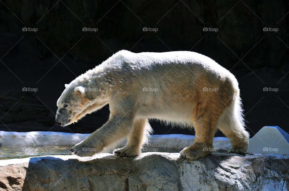 rock bear zoom bronx by delvec