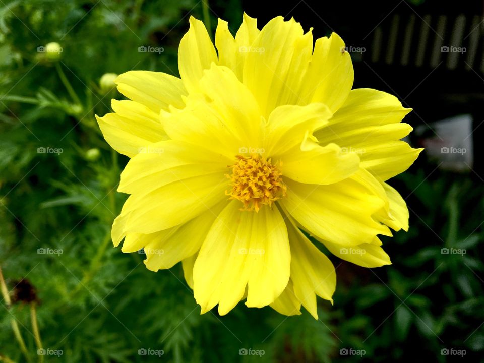 Flowers in the garden