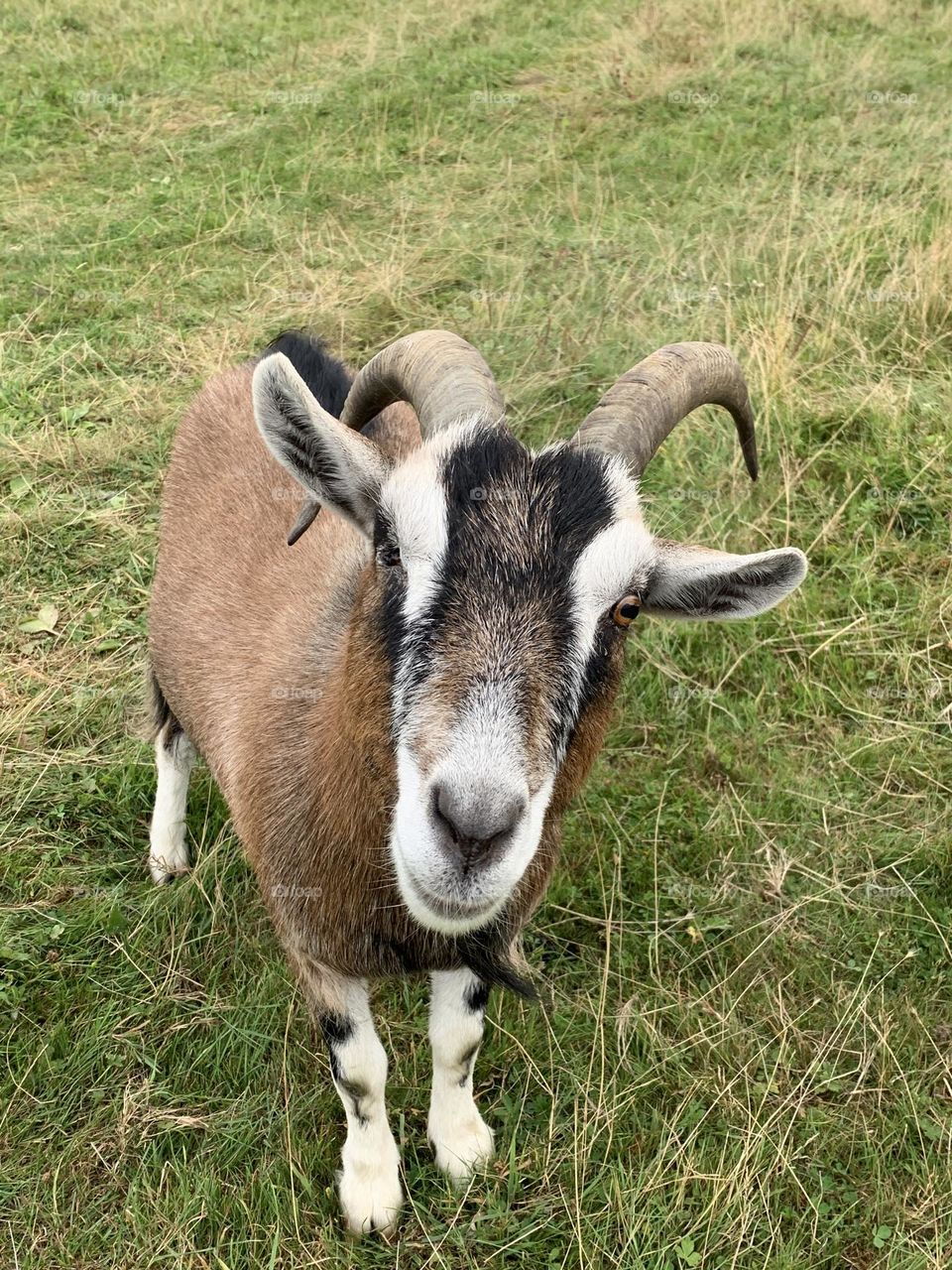 Happy goat