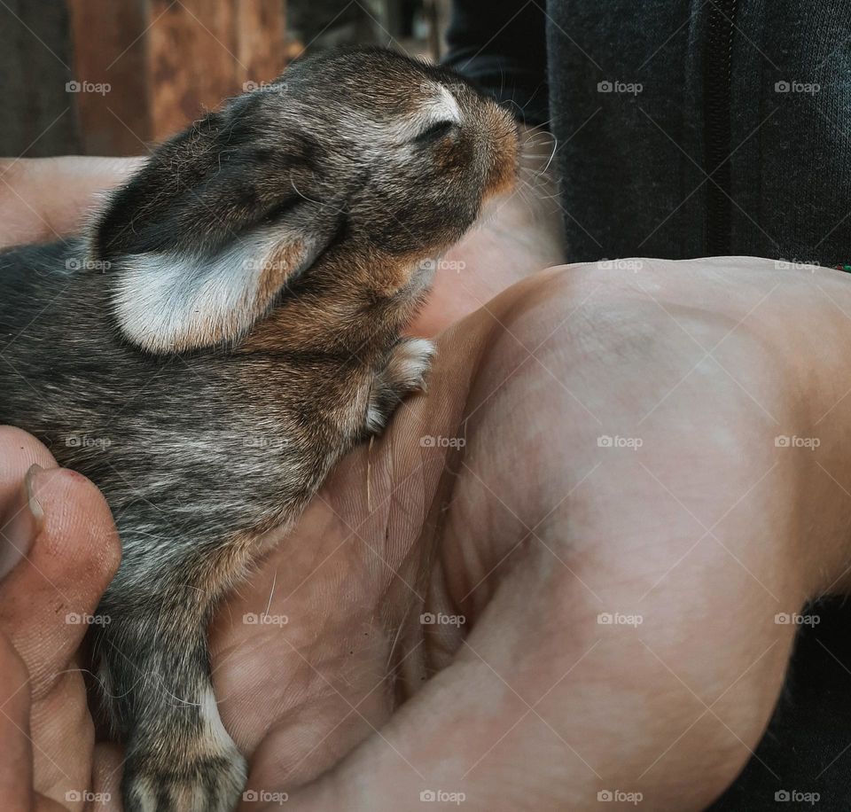 A blind hare found in the forest