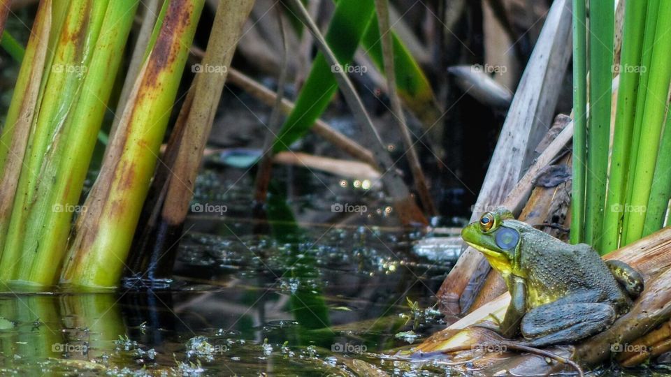 Green and yellow frog sitting on plants