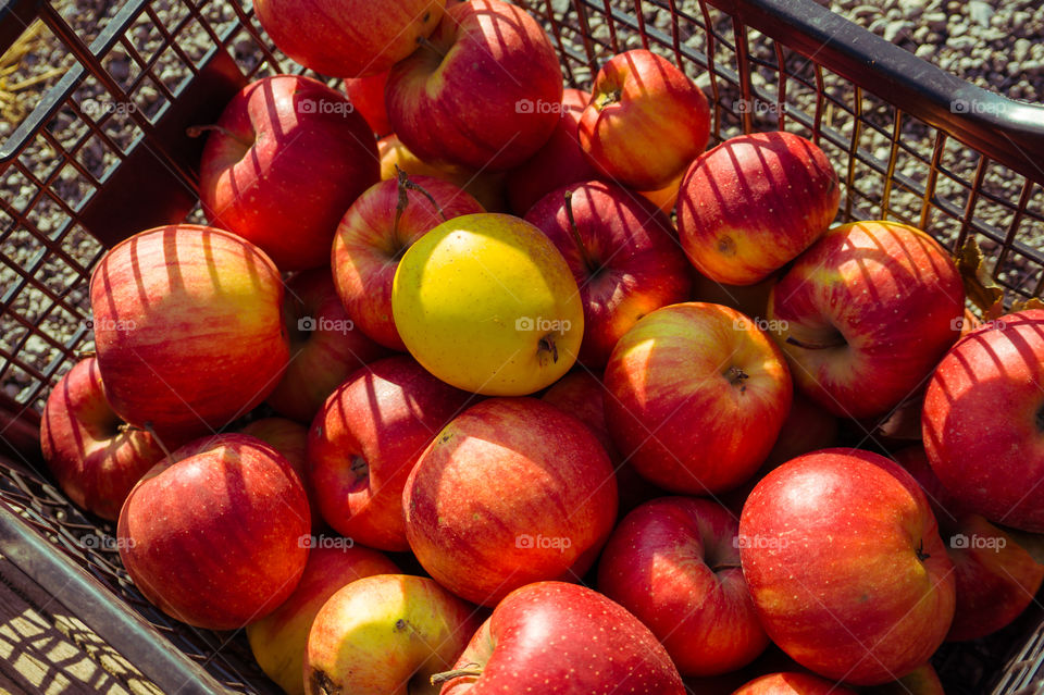 Harvest ripe juicy and tasty apples. Harvested juicy apples from fertile trees.