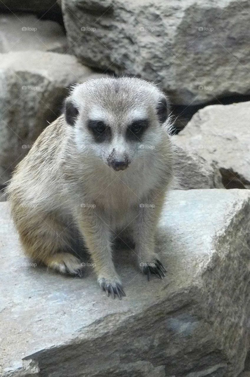 meerkat