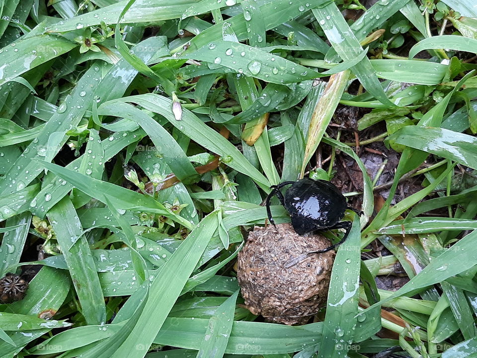 First time seeing a dung beetle in my backyard