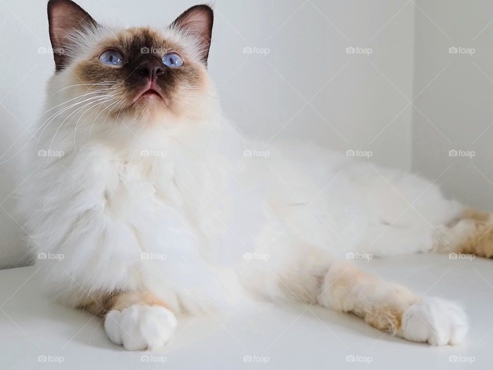 The portrait of the cute white with brown nose sacred birman kitten cat looking up