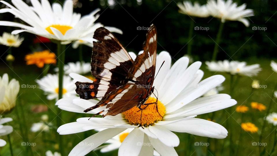 butterfly on a Shasta daisy