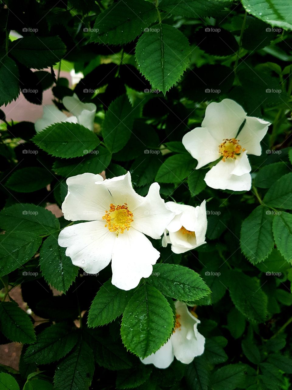 Close-up of white flowers