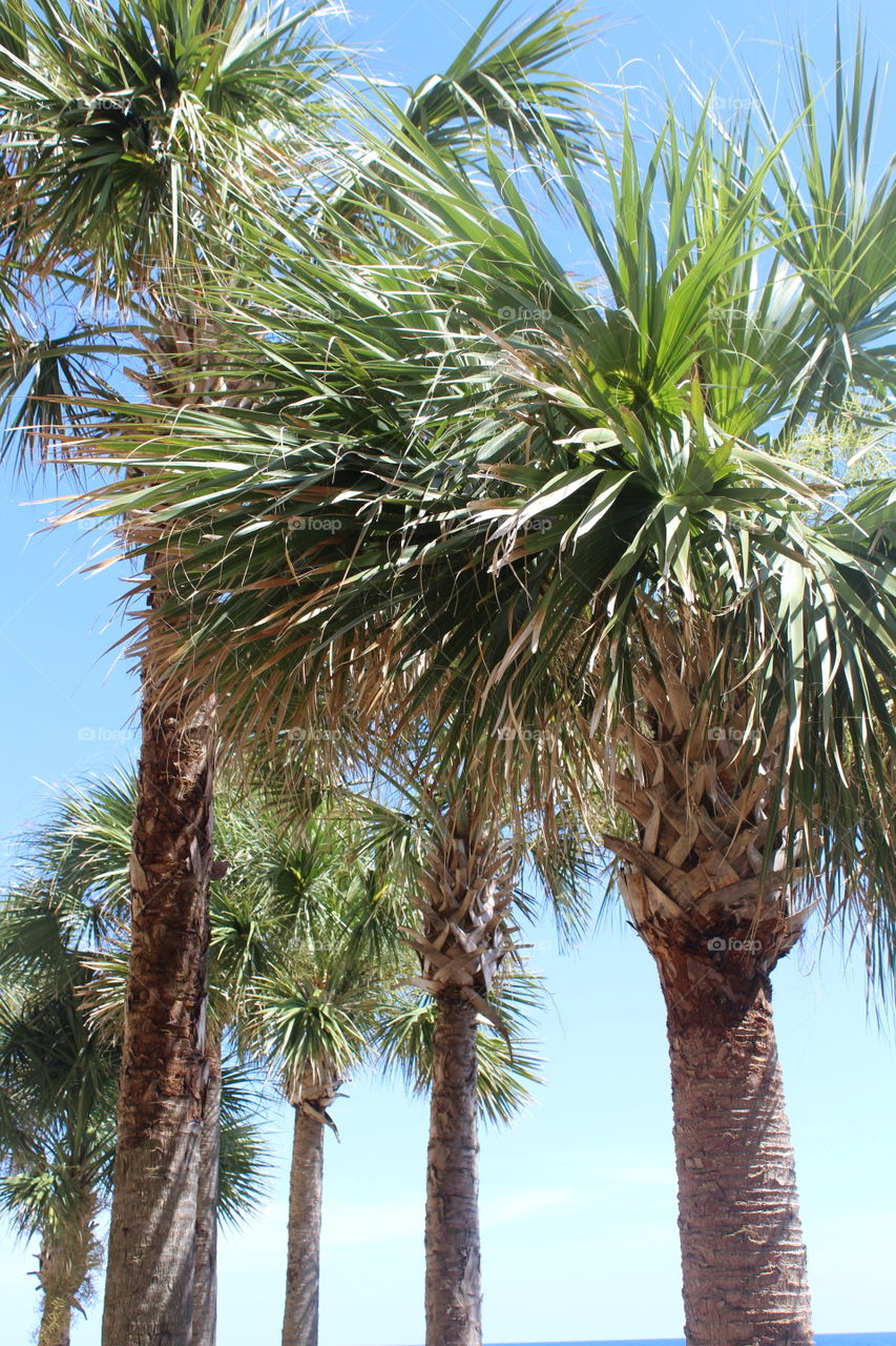 Beautiful and tropical palm trees of Florida 